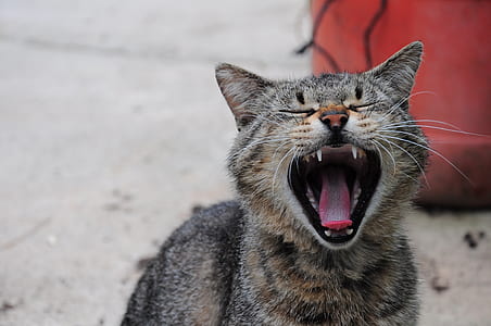 gray Tabby cat showing teeth thumbnail