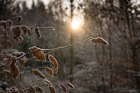 cold, snow, dawn, landscape thumbnail