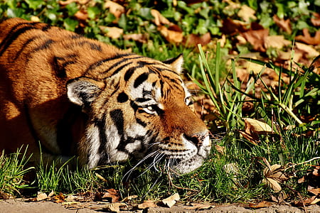 tiger on green grass during daytime thumbnail
