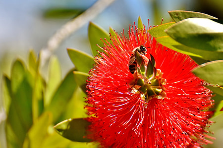 red petal flower thumbnail