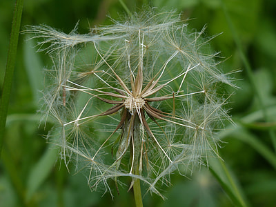 Dandelion, Infructescence thumbnail