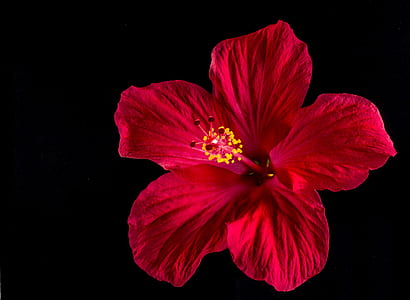 red hibiscus flower in close-up photography thumbnail