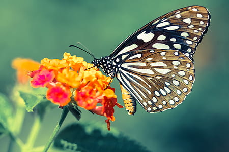 black and brown butterfly on yellow and pink petaled flower thumbnail