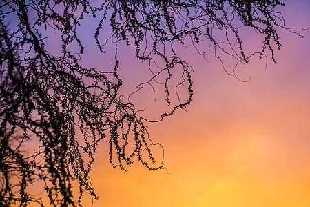 Tree Branches At Sunset Photo thumbnail