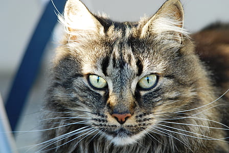 gray Maine Coon cat thumbnail