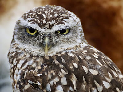 brown and white owl thumbnail