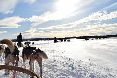 four snow dogs with sled on their back thumbnail