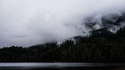 forest near body of water thumbnail