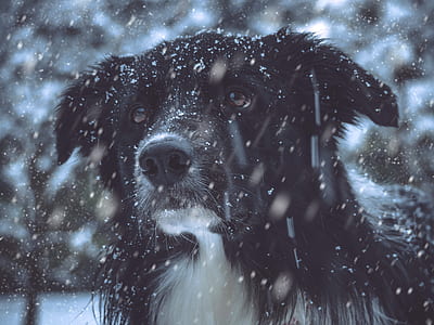 black and white dog taken during snow days thumbnail