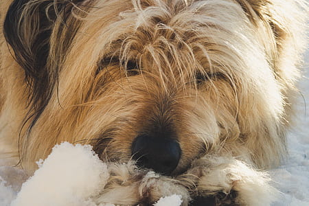 long-coated brown and black dog thumbnail