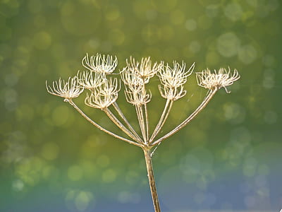 selective focus photography of white wild carrot flower thumbnail