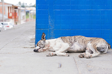 dog lying on walkway beside a wall during daytime thumbnail