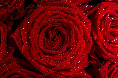 red rose flowers thumbnail