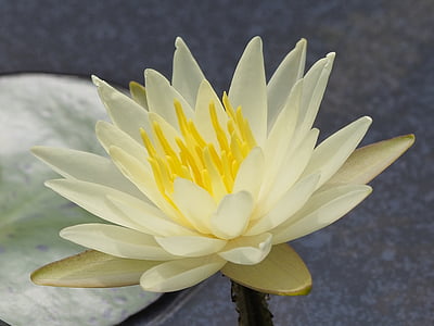 shallow focus photography of white petal flower thumbnail