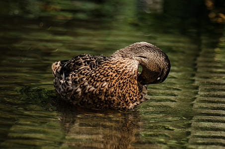 brown duck sitting on water thumbnail