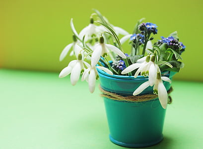 white snowdrop flower thumbnail