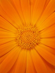close-up photography of orange calendula flower in bloom thumbnail