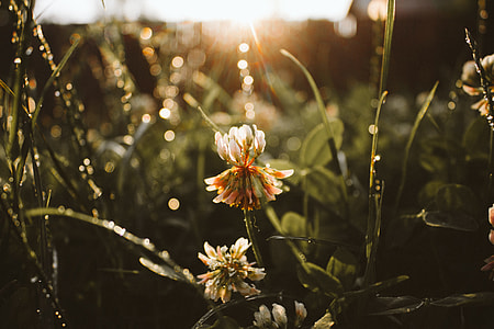 selective focus photography of orange clover flower thumbnail