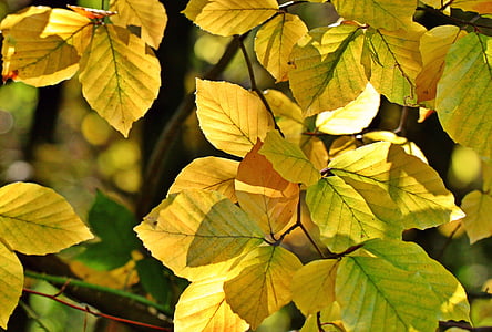 green and yellow leaves thumbnail