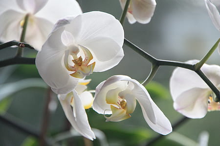 closeup photography of white petaled flowers thumbnail