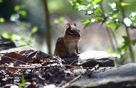 selective focus of brown squirrel standing on rock formation during golden hour photo thumbnail