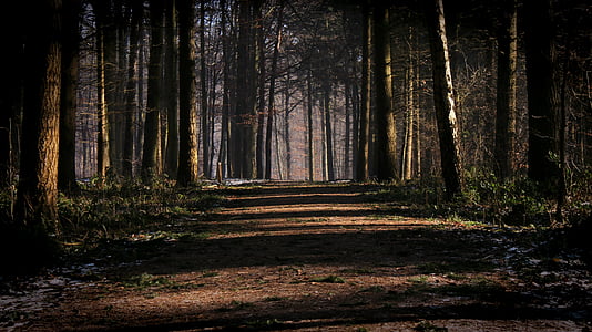 dirt road in middle of trees thumbnail