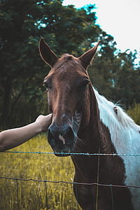 person holding brown and white horse thumbnail