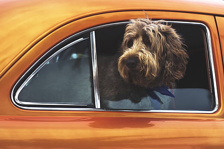 brown labradoodle leaning outside the car window thumbnail