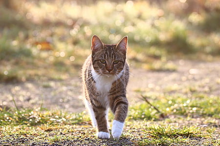 walking grey cat thumbnail