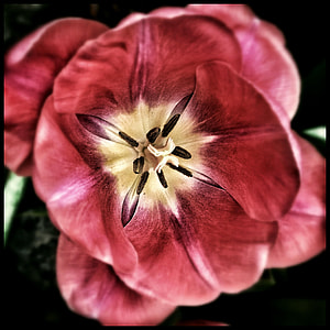 close up photo of red tulip flower thumbnail