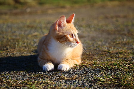 selective focus photography of short-fur orange and white cat thumbnail