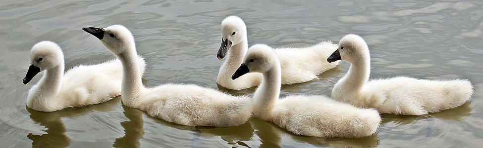 five white geese floating on water thumbnail