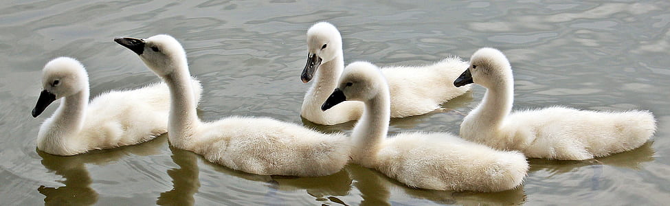 five white ducks thumbnail