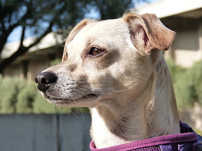 close-up photography of short-coated tan dog thumbnail