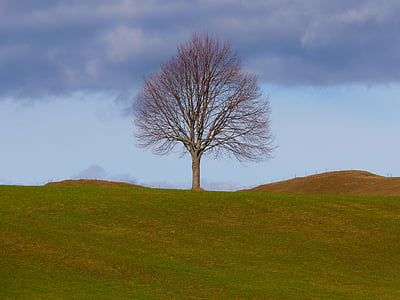 leafless tree on the green grass field during day time thumbnail