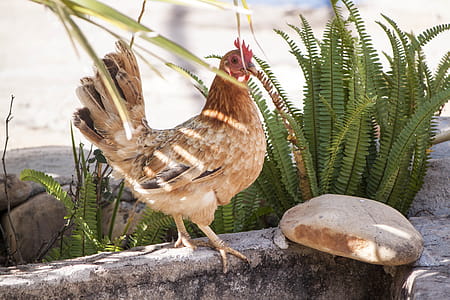 Chicken standing on a stick thumbnail