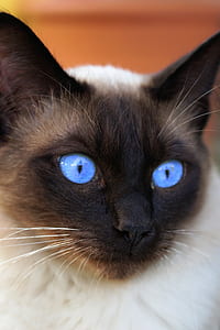 short-coated black and white cat thumbnail