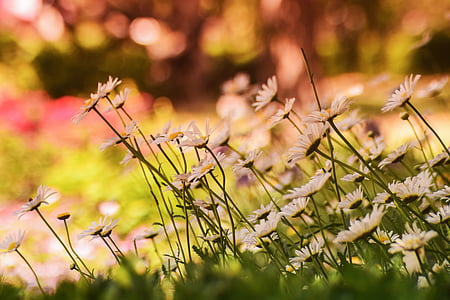 selective focus photography of white diasies thumbnail
