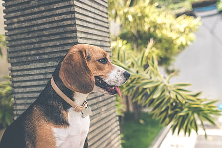 Adult Black, White, and Brown Beagle thumbnail