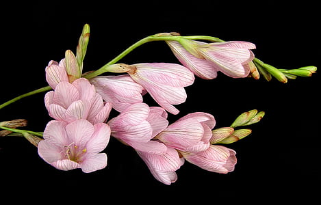 photography of pink flowers thumbnail