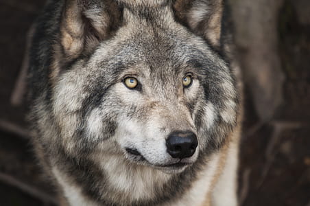 Grey and White Wolf Selective Focus Photography thumbnail