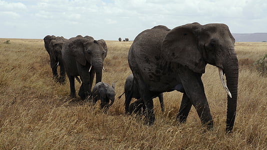 five elephants on grass field thumbnail