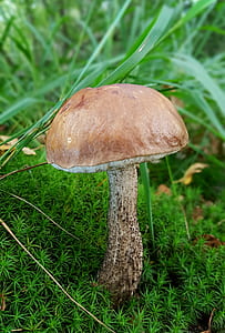 selective focus photography of brown mushroom near grass thumbnail