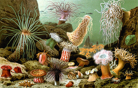 sea creatures under the water thumbnail