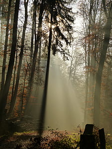 silhouette of trees during daytime thumbnail