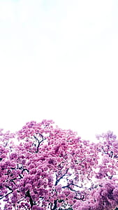 aerial view photography of purple leafed tree thumbnail