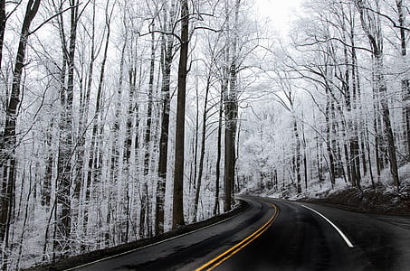 white leaf trees at daytime thumbnail