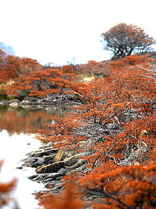 orange plants beside river thumbnail