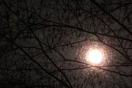 photo of brown tree thumbnail