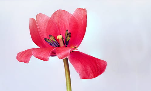 close up photo of red broad petaled flower thumbnail